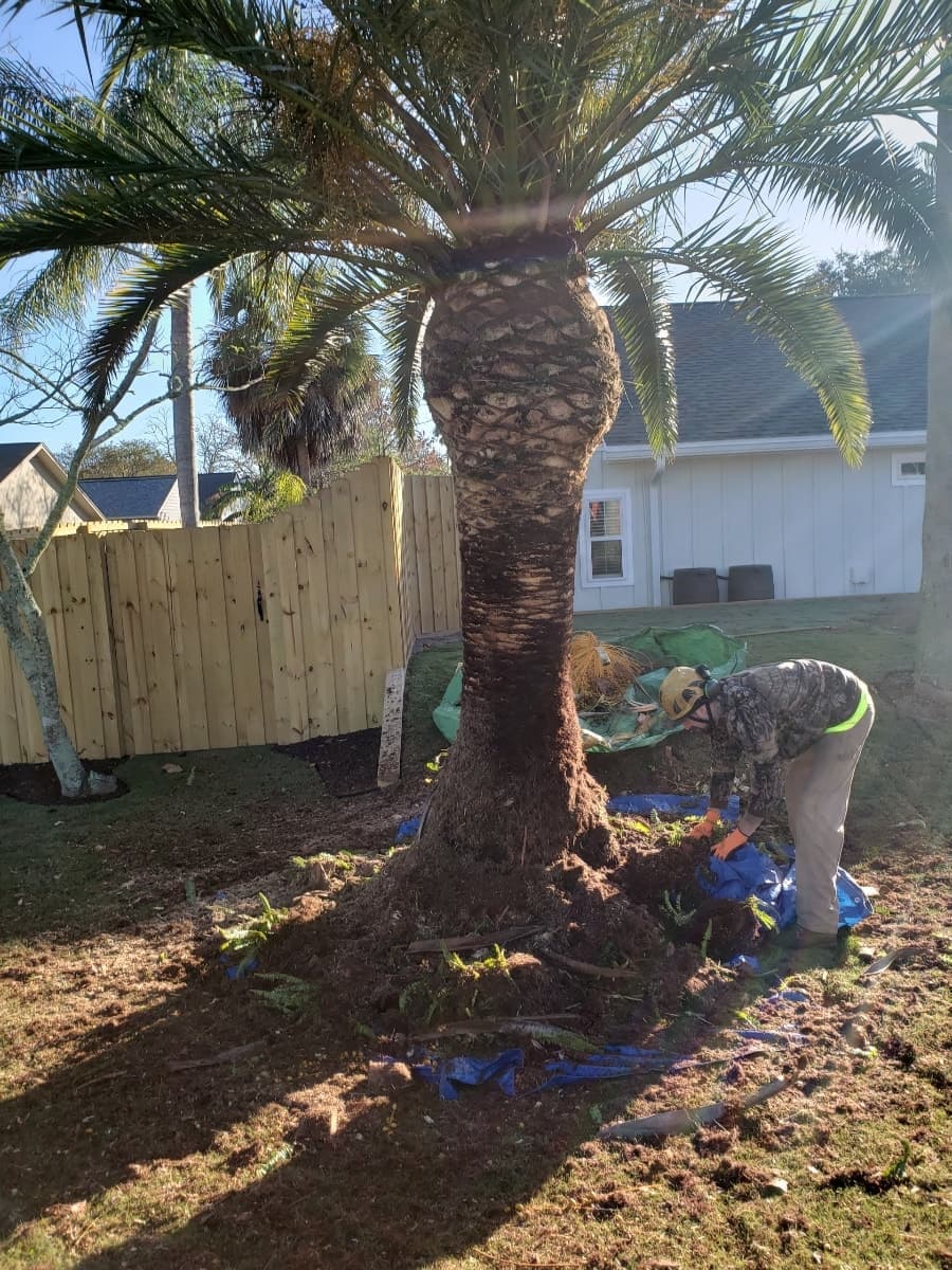 Palm tree after professional trimming — clean trunk and healthy crown