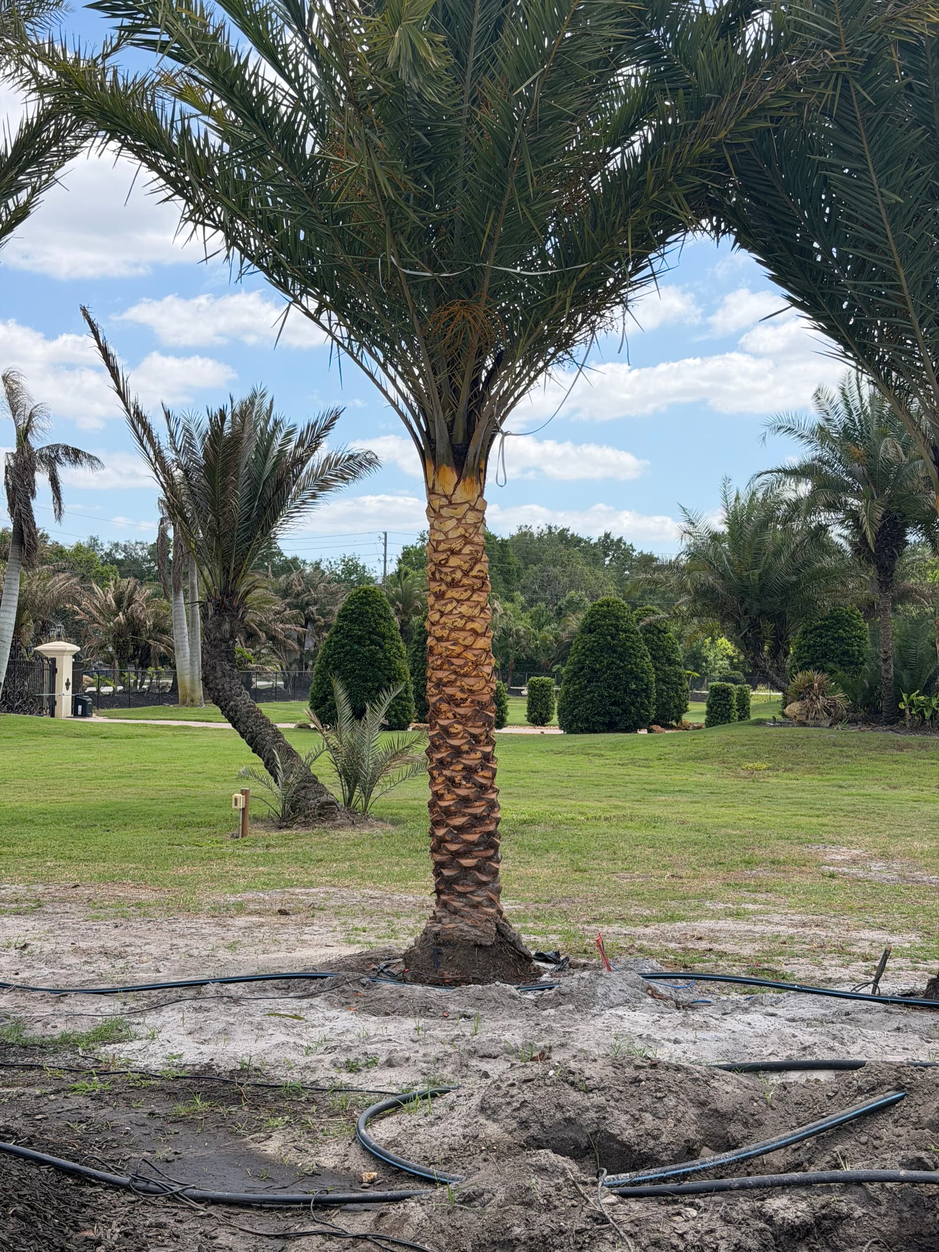T.E.A.M. crew member Sylvester trimming a palm tree in Tampa Bay