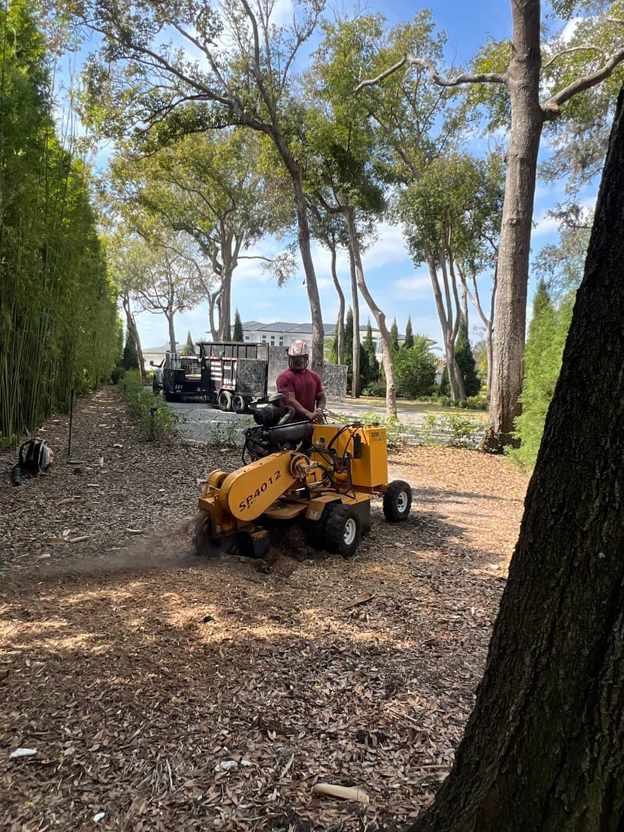 Stump grinding service Tampa