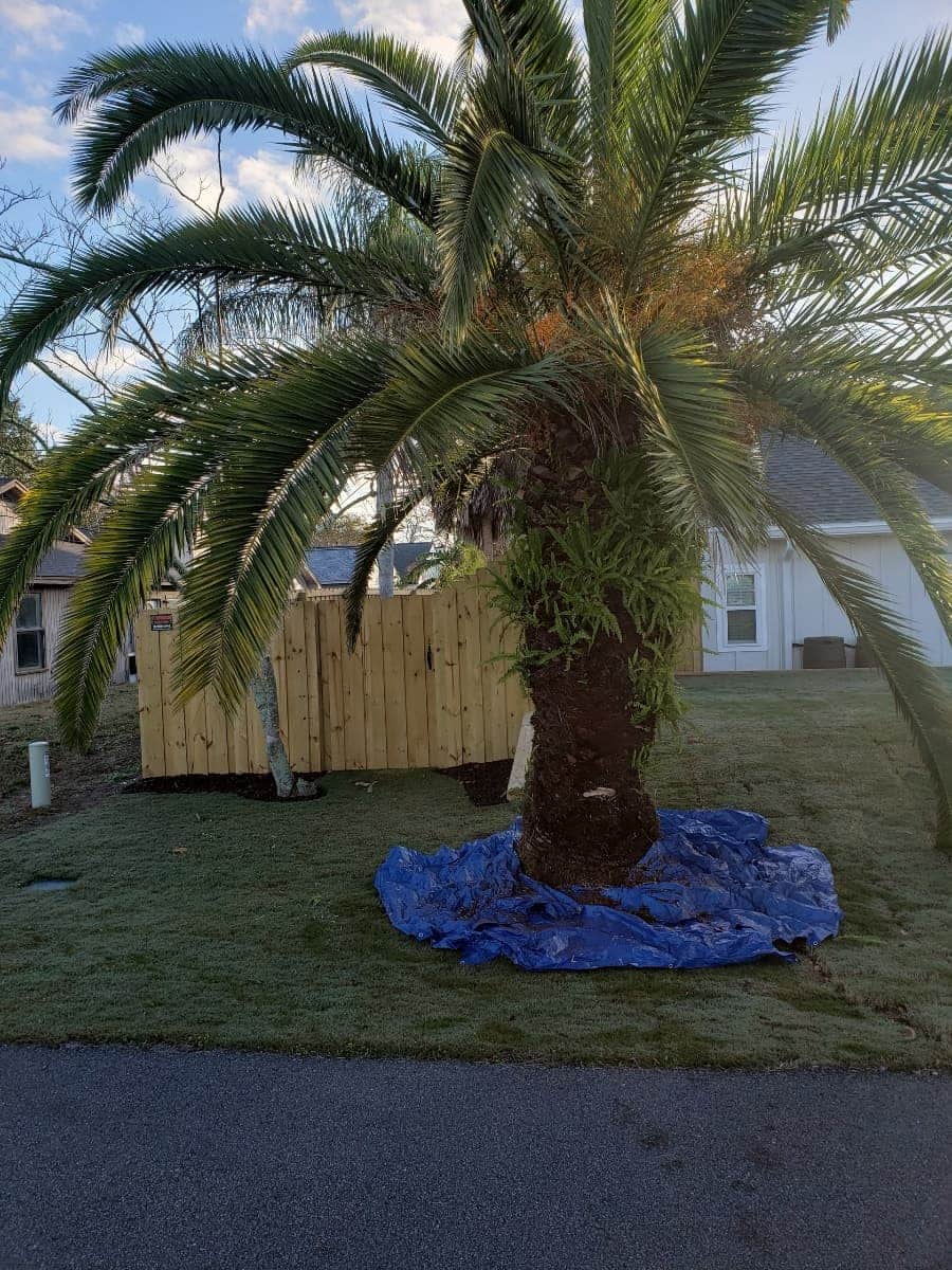 Overgrown Canary Island palm before trimming in Tampa Bay