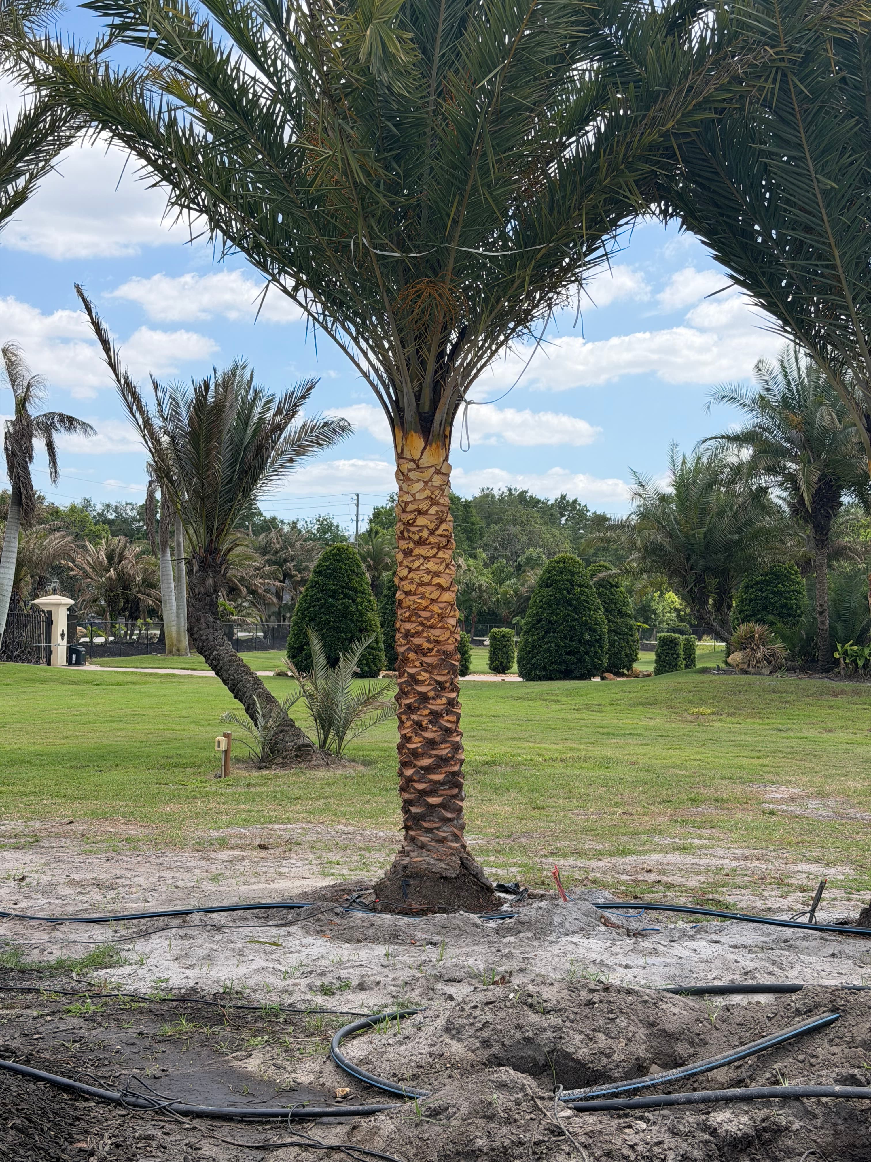 Tree care professional trimming a tall palm from an aerial lift