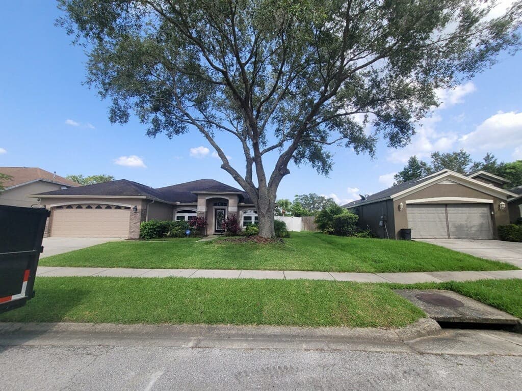 Mature shade tree after selective professional pruning