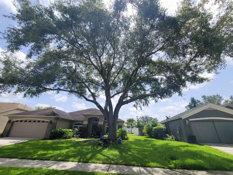 Mature residential shade tree before selective pruning