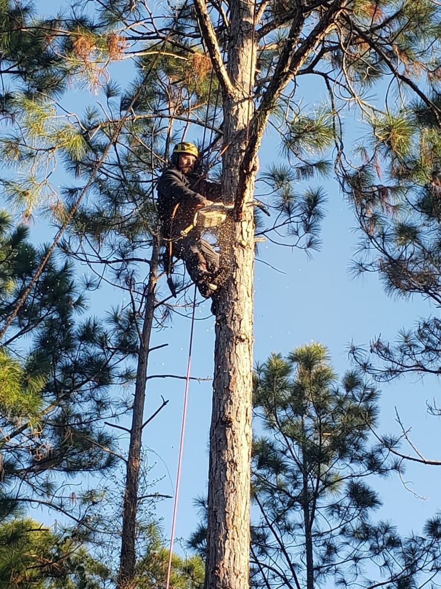 Tree care professional climbing to reach a mature canopy