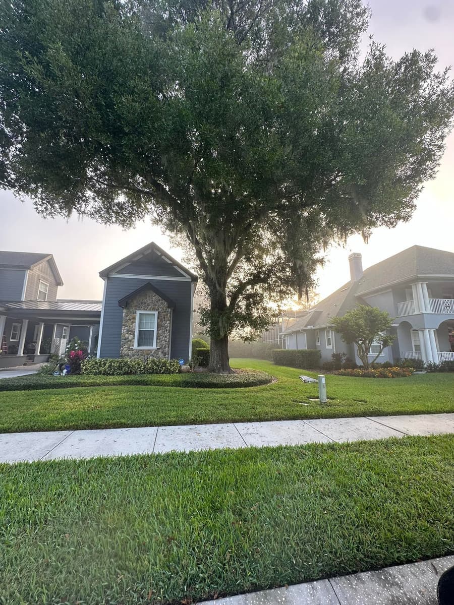 Large residential tree evaluated before controlled removal