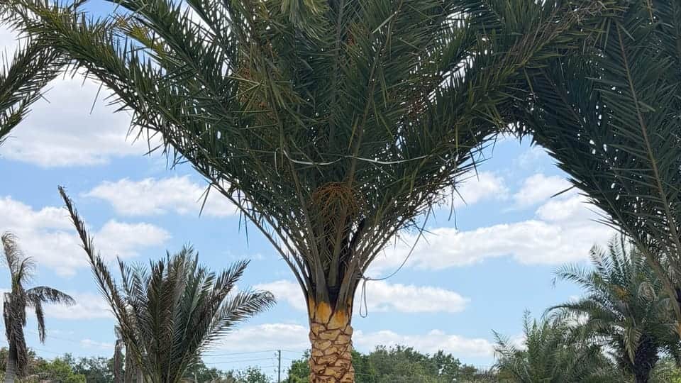 Trimmed Sylvester palm with a balanced, healthy crown