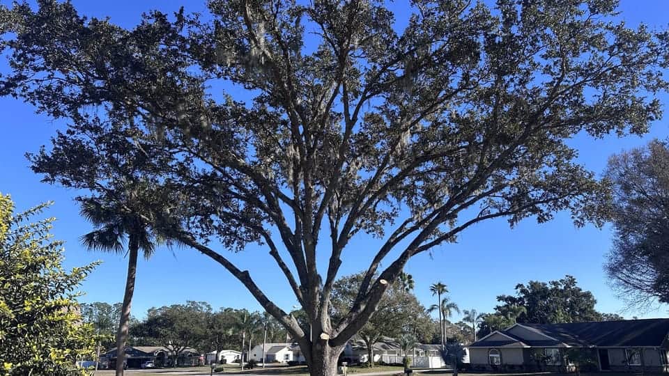 Mature Wesley Chapel oak after selective pruning