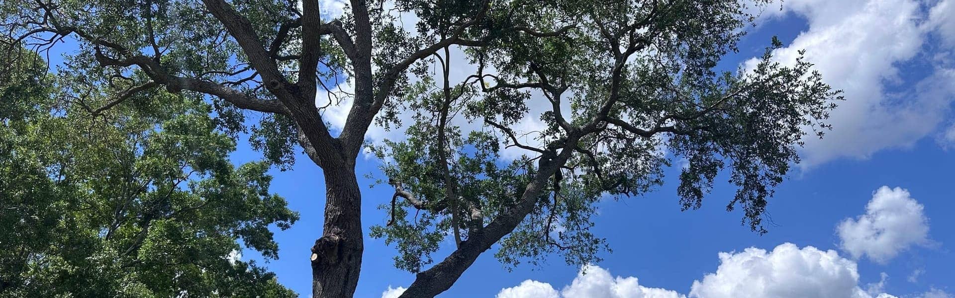 Mature Tampa Bay oak under a blue sky