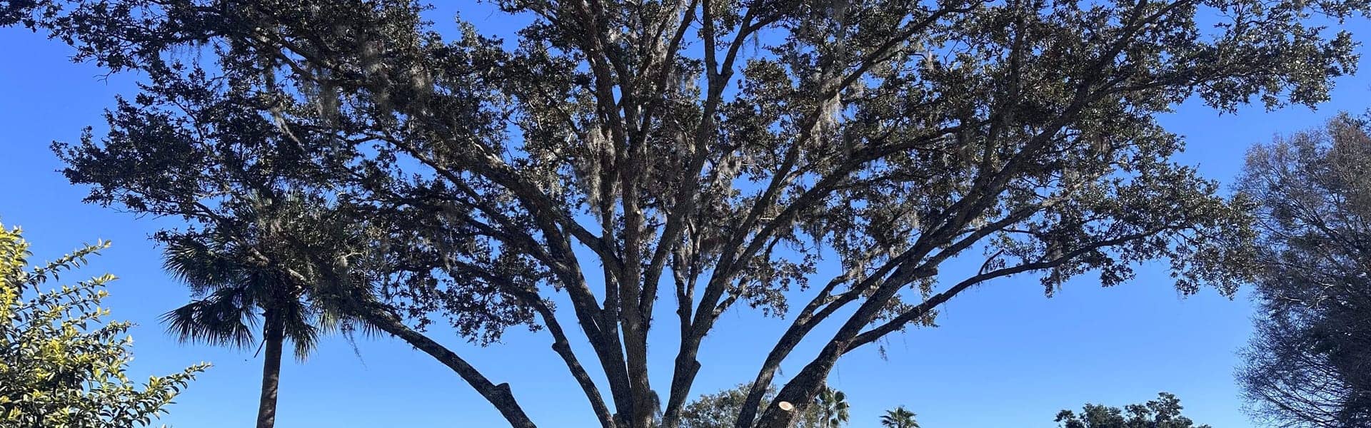 Mature Wesley Chapel oak after selective pruning