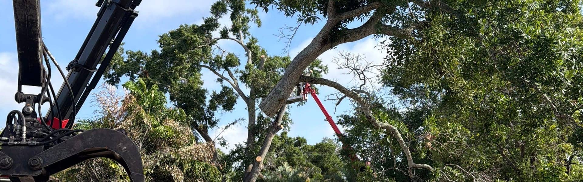 T.E.A.M. crane and aerial lift removing a large tree beside a Tampa Bay home