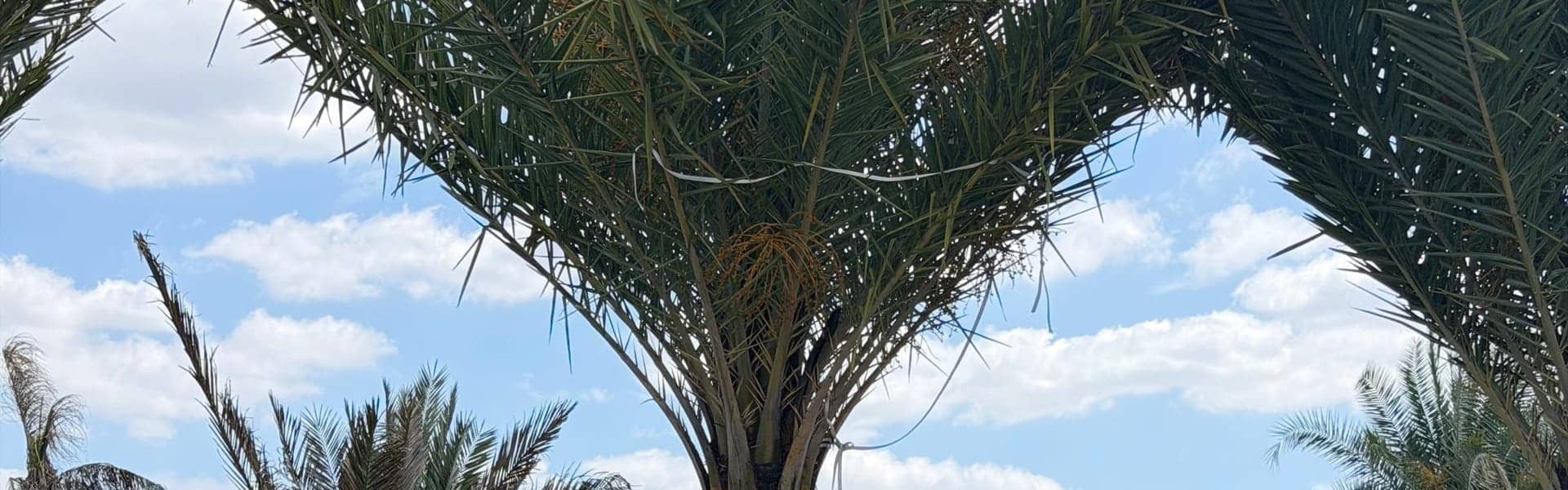 Trimmed Sylvester palm with a balanced, healthy crown
