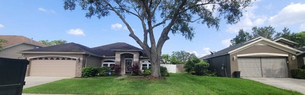 Mature shade tree after selective pruning