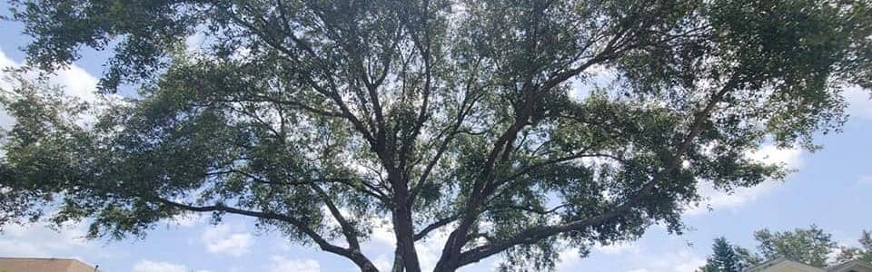 Mature residential shade tree before selective pruning