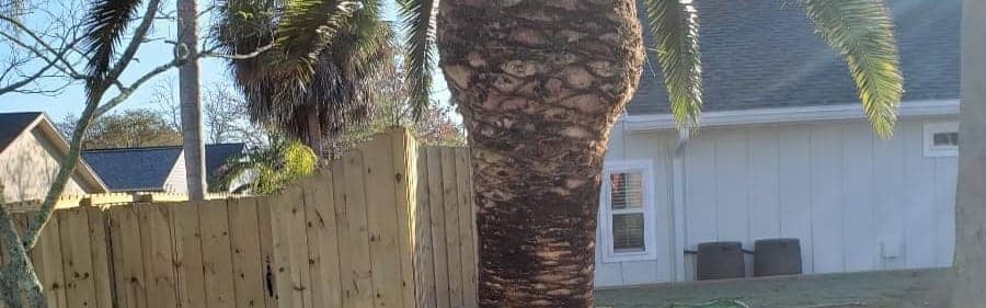 Tall palm after dead and declining fronds were removed