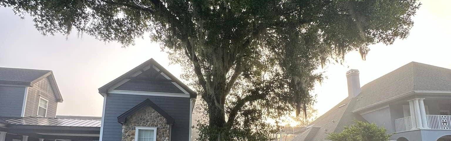 Large residential tree evaluated before controlled removal