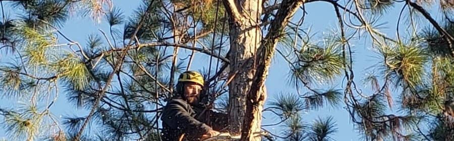 T.E.A.M. crew member climbing to reach a mature canopy
